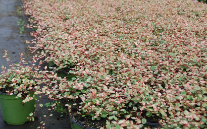 muehlenbeckia axillaris variegata